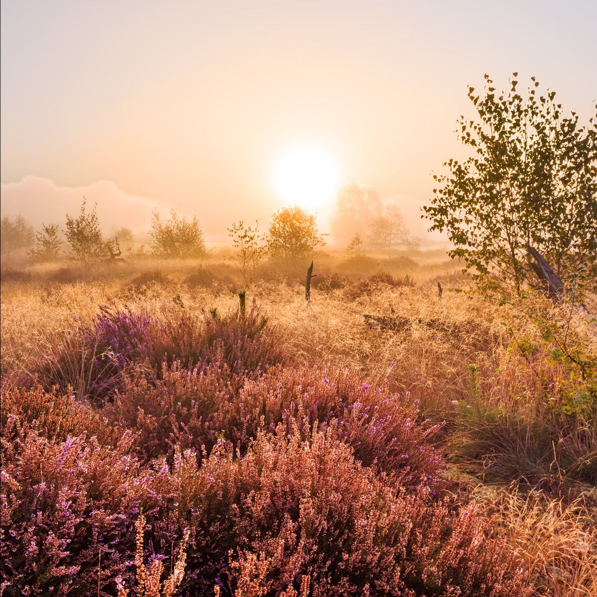 Wandpaneel Heide in mist, mat