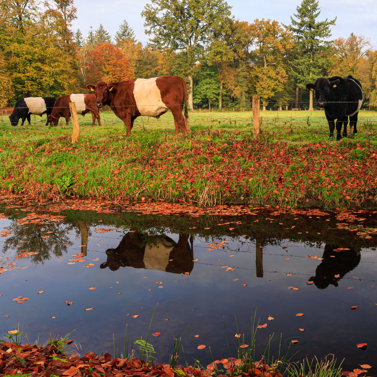 Wandpaneel Hollandse weide, mat