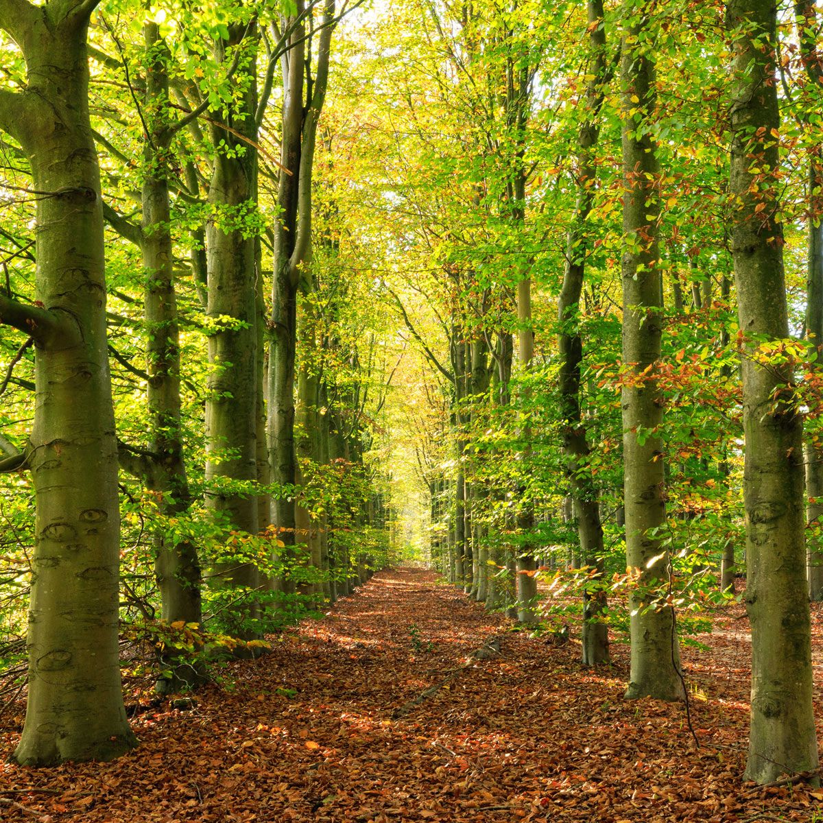 Wandpaneel Herfstpad in rust, mat