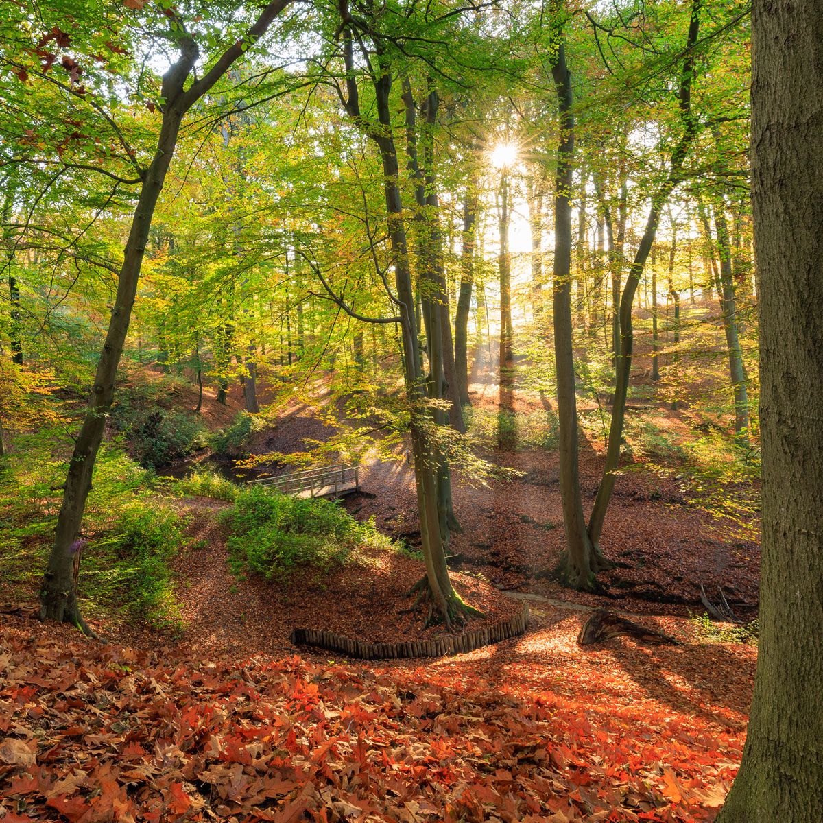 Wandpaneel Zonnig herfstbos, mat